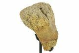 Fossil Thescelosaur Vertebra Section w/ Metal Stand -South Dakota #294781-1